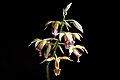 Phaius tankervilleae