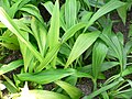 Phaius tankervilleae