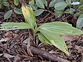 Phaius tankervilleae