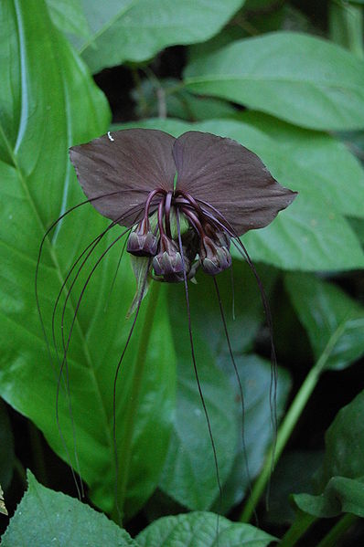 File:Tacca chantrieriRHu02.JPG