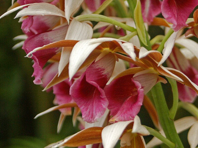 File:Orchidaceae - Phaius tancarvilleae-1.JPG