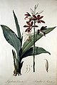 Phaius tankervilleae Pierre-Joseph Redouté