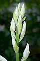 Phaius tankervilleae