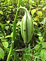 Phaius tankervilleae