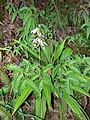 Phaius tankervilleae