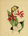 Phaius tankervilleae (as syn. Limodorum tankervilleae) plate 31 in: Edward Donovan Natural history of the insects of China (1838)